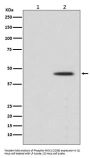 Anti-Phospho-MEK1 (S298) MAP2K1 Rabbit Monoclonal Antibody