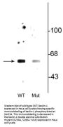 Anti-Phospho-Beclin-1 (Ser234) BECN1 Antibody