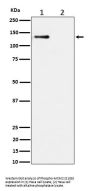 Anti-Phospho-MCM2 (S108) Rabbit Monoclonal Antibody