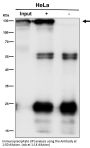 Anti-Phospho-MCM2 (S108) Rabbit Monoclonal Antibody