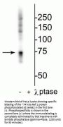Anti-Phospho-Raf-1 (Ser642) Antibody