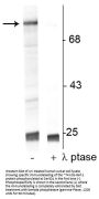 Anti-Phospho-Raf-1 (Ser301) Antibody