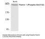 Anti-Phospho-Filamin 1 (Ser2152) FLNA Antibody