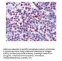 Anti-Phospho-CREB S133 CREB1 Antibody