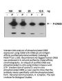 Anti-Phospho-CREB S133 CREB1 Antibody