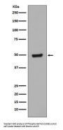 Anti-Phospho-GATA3 (S308) Rabbit Monoclonal Antibody
