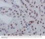 Anti-Phospho-GATA3 (S308) Rabbit Monoclonal Antibody