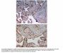 Anti-Phospho-Aurora B pT232 Aurkb Antibody