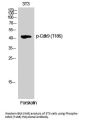 Anti-Phospho-Cdk9 (T186) Antibody