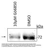 Anti-Phospho-ATF2 (Thr52) Antibody