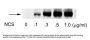 Anti-Phospho-ATF2 (Ser490,498) Antibody