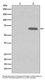 Anti-Phospho-AMPK alpha 1 (S496) PRKAA1 Rabbit Monoclonal Antibody