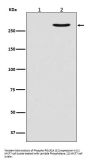 Anti-Phospho-POLR2A (S2) Rabbit Monoclonal Antibody