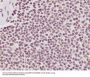 Anti-Phospho-POLR2A (S2) Rabbit Monoclonal Antibody