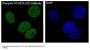 Anti-Phospho-POLR2A (S2) Rabbit Monoclonal Antibody