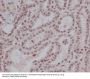 Anti-Phospho-Stat5 (Y694) STAT5A Rabbit Monoclonal Antibody