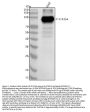 Anti-Phospho-Stat5 (Y694) STAT5A Rabbit Monoclonal Antibody