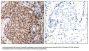 Anti-Phospho-MAPKAPK-2 (Thr334) Antibody