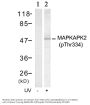 Anti-Phospho-MAPKAPK-2 (Thr334) Antibody