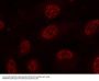 Anti-Phospho-MAPKAPK-2 (Thr334) Antibody