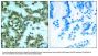 Anti-Phospho-PKCth (Ser676) PRKCQ Antibody