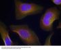 Anti-Phospho-PKCth (Ser676) PRKCQ Antibody