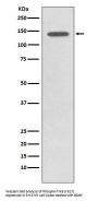 Anti-Phospho-TrkB (Y817) NTRK2 Rabbit Monoclonal Antibody
