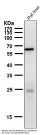 Anti-Phospho-AMPK alpha 2 (S491) PRKAA2 Rabbit Monoclonal Antibody