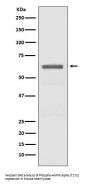 Anti-Phospho-AMPK alpha (T172) PRKAA2 Rabbit Monoclonal Antibody