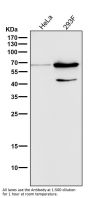 Anti-Phospho-AMPK alpha 2 (S345) PRKAA2 Rabbit Monoclonal Antibody
