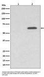 Anti-Phospho-AMPK alpha 2 (S345) PRKAA2 Rabbit Monoclonal Antibody
