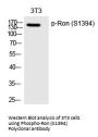 Anti-Phospho-Ron (Ser1394) Polyclonal Antibody