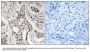 Anti-Phospho NCoA2 (Ser736) Antibody