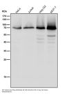 Anti-Phospho-PKC zeta (T560) PRKCZ Rabbit Monoclonal Antibody