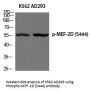 Anti-Phospho-MEF-2D (Ser444) Antibody