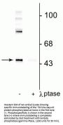 Anti-Phospho-Gap-43 (Ser41) Antibody