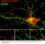 Anti-Phospho-NMDA Receptor NR2B Subunit (Tyr1252) Grin2b Antibody