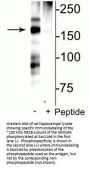 Anti-Phospho-NMDA Receptor NR2B Subunit (Ser1166) Grin2b Antibody