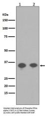 Anti-Phospho-PP2A alpha (Y307) PPP2CA Rabbit Monoclonal Antibody