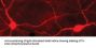Anti-Phospho-Tyrosine Hydroxylase (Ser40) Antibody