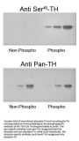 Anti-Phospho-Tyrosine Hydroxylase (Ser40) Antibody