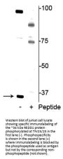 Anti-Phospho-REDD1 (Thr23/25) Antibody