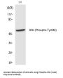 Anti-Phospho-Shb (Tyr246) Antibody