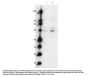 Anti-Phospho-MARK2 T595 Antibody