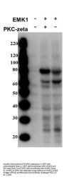 Anti-Phospho-MARK2 T595 Antibody