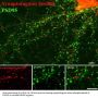 Anti-Phospho-Synaptotagmin (Ser309) Syt1 Antibody