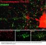 Anti-Phospho-Synaptotagmin (Thr202) Syt1 Antibody