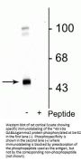 Anti-Phospho-GABAA Receptor gamma2 (Ser327) GABRG2 Antibody