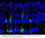 Anti-Phospho-14-3-3 Protein (Ser58) YWHAB Antibody