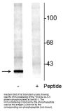 Anti-Phospho-14-3-3 Protein (Ser58) YWHAB Antibody